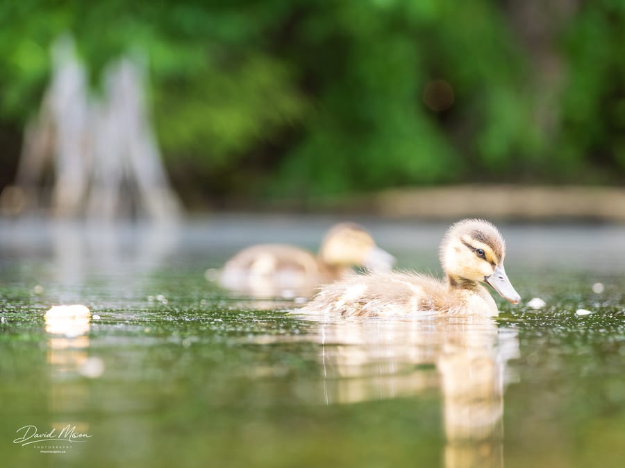Ducklings in Sunlit Water