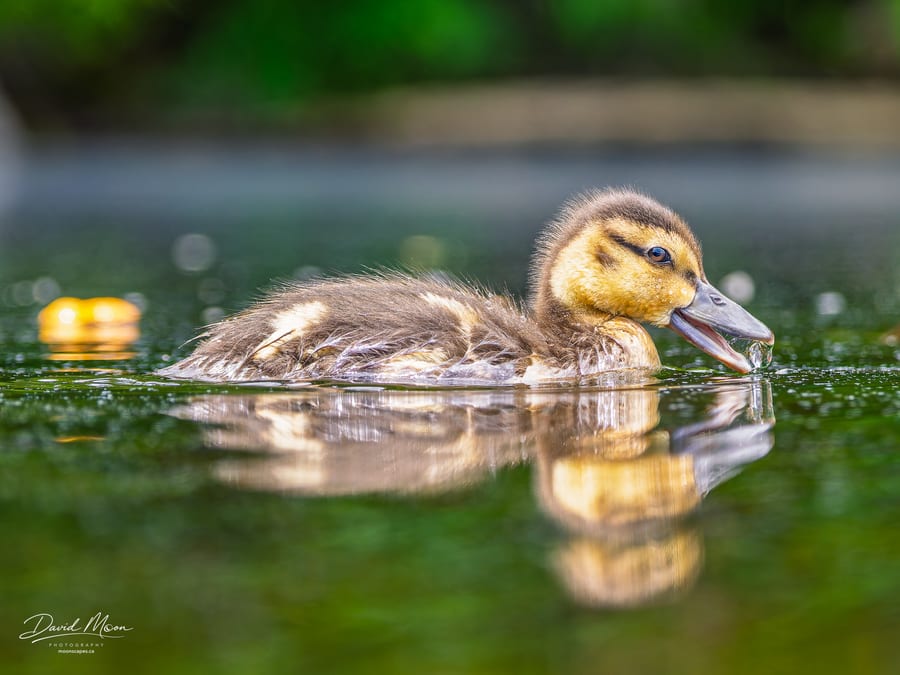 A Mouthful of Water