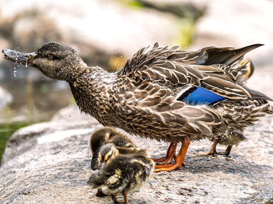 Mallard Family on the Rock