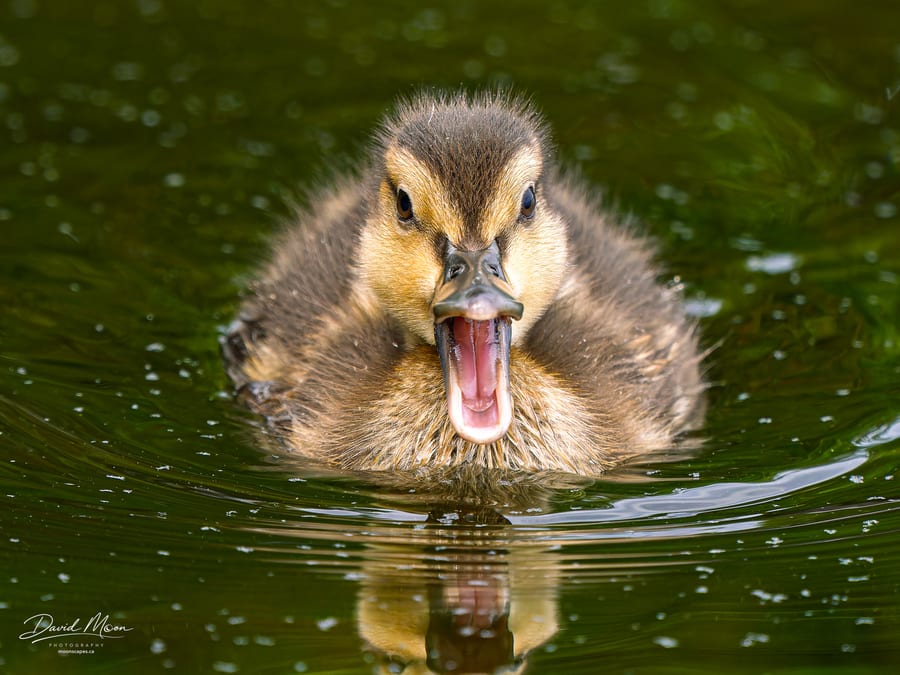 Calling Duckling