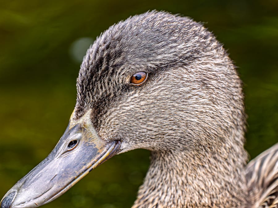 Mallard Eye in Detail
