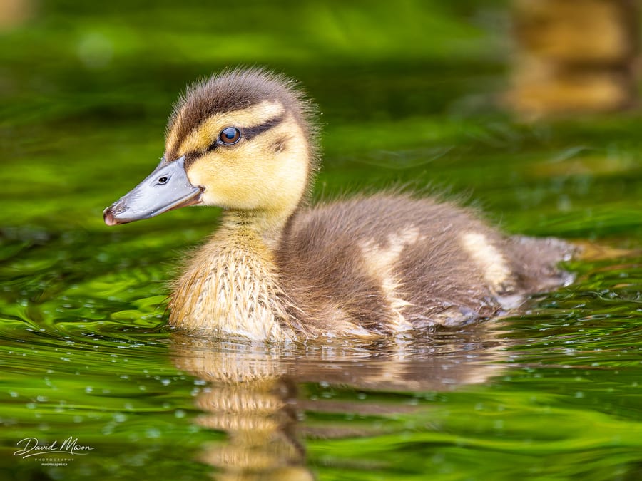Duckling in Green Reflections
