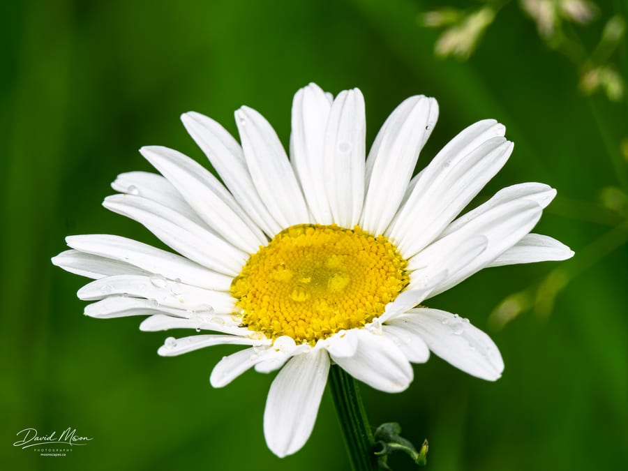 Daisy after Rain