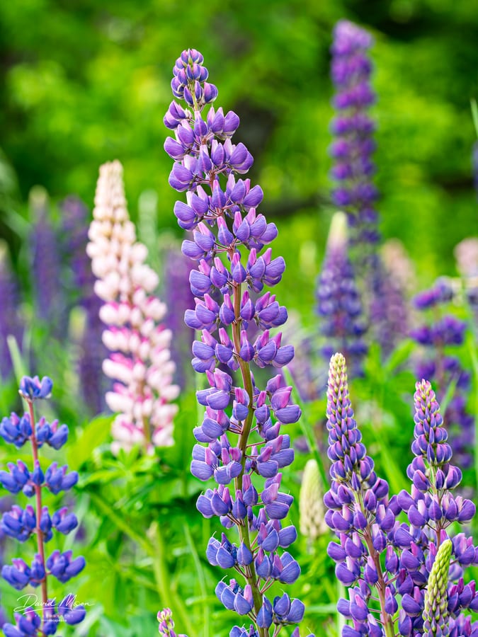 Purple Lupines in Bloom