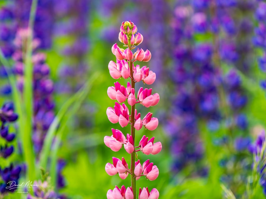Pink Lupine against Purple
