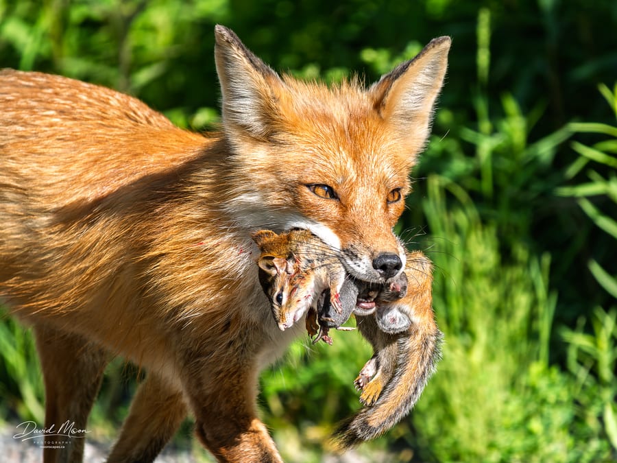 Fox Returning with Prey