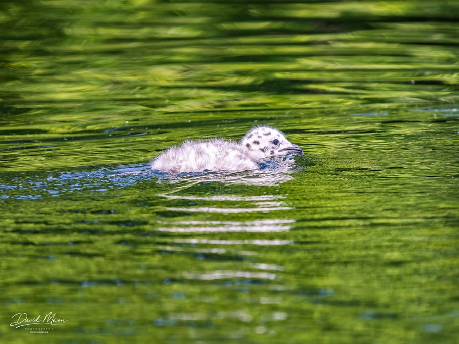 Young Gull on Green Water