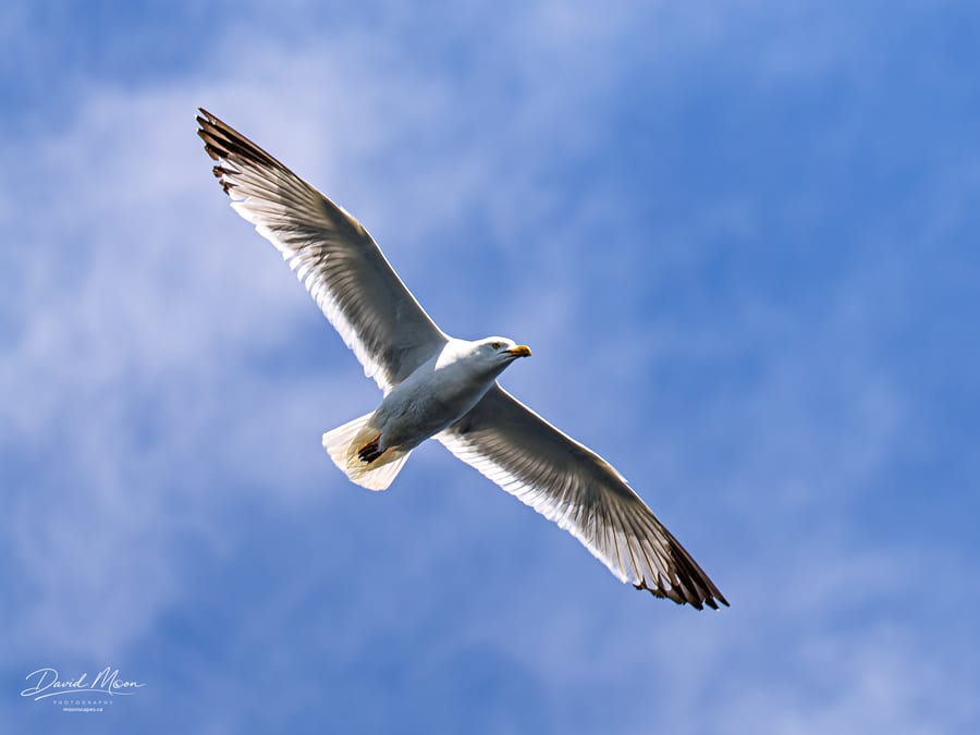Herring Gull in Flight