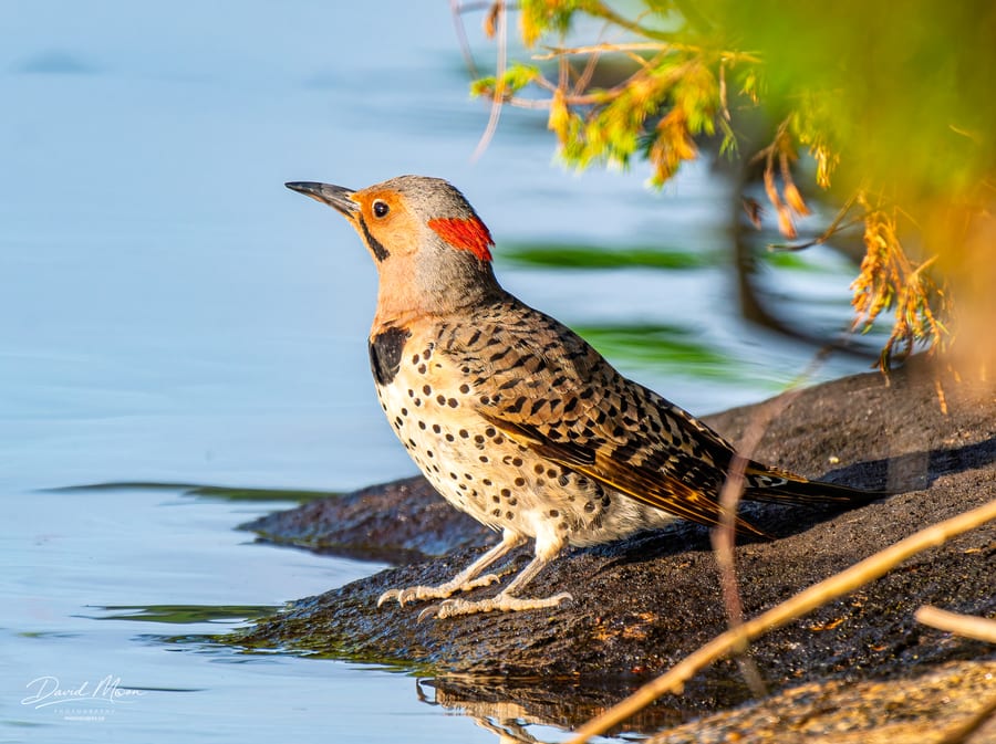 Northern Flicker at the Shore