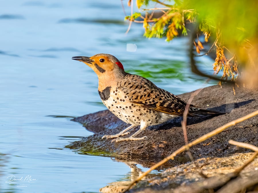 Northern Flicker Calling