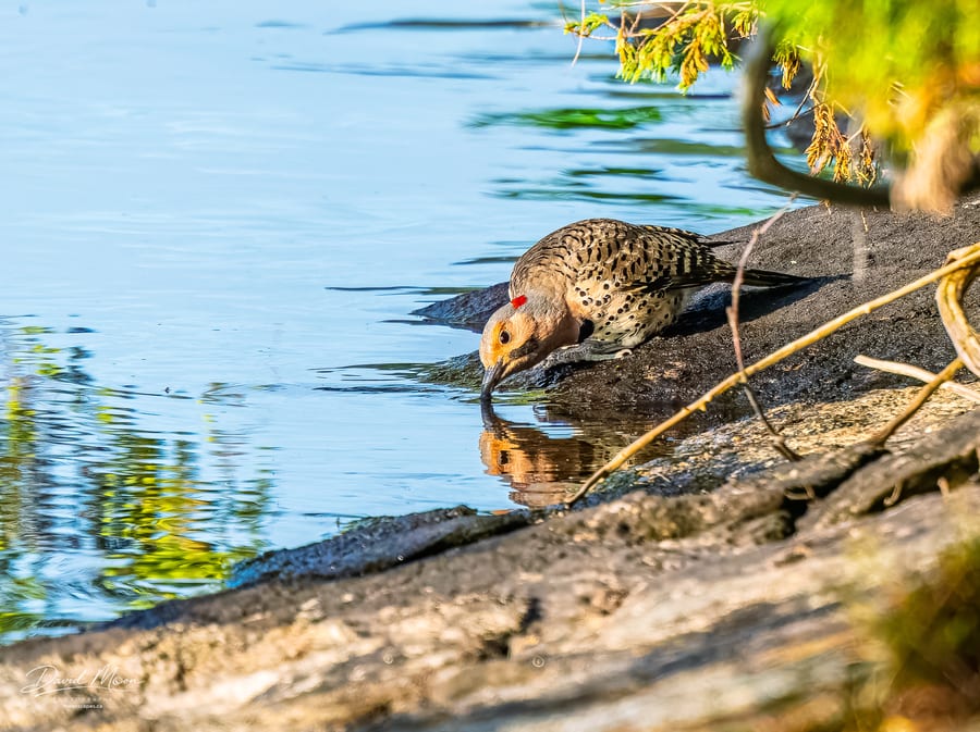 Flicker Drinking at the Lake