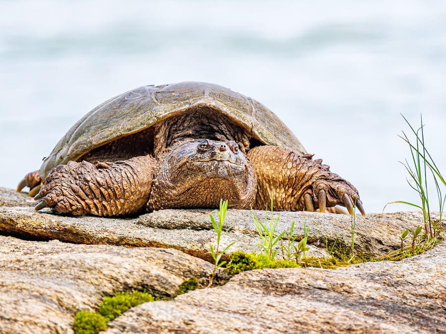 Snapping Turtle on the Rock