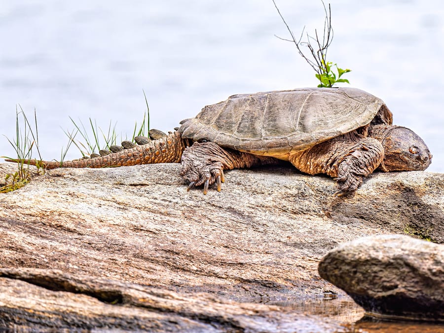 Ancient Shoreline Traveller
