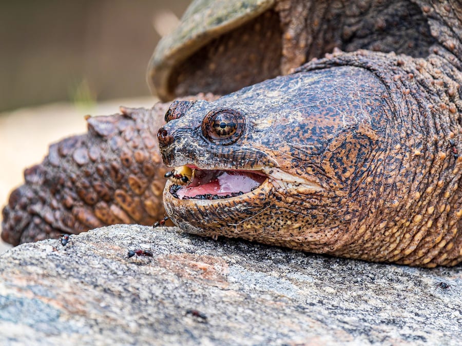Open Mouth of a Snapping Turtle