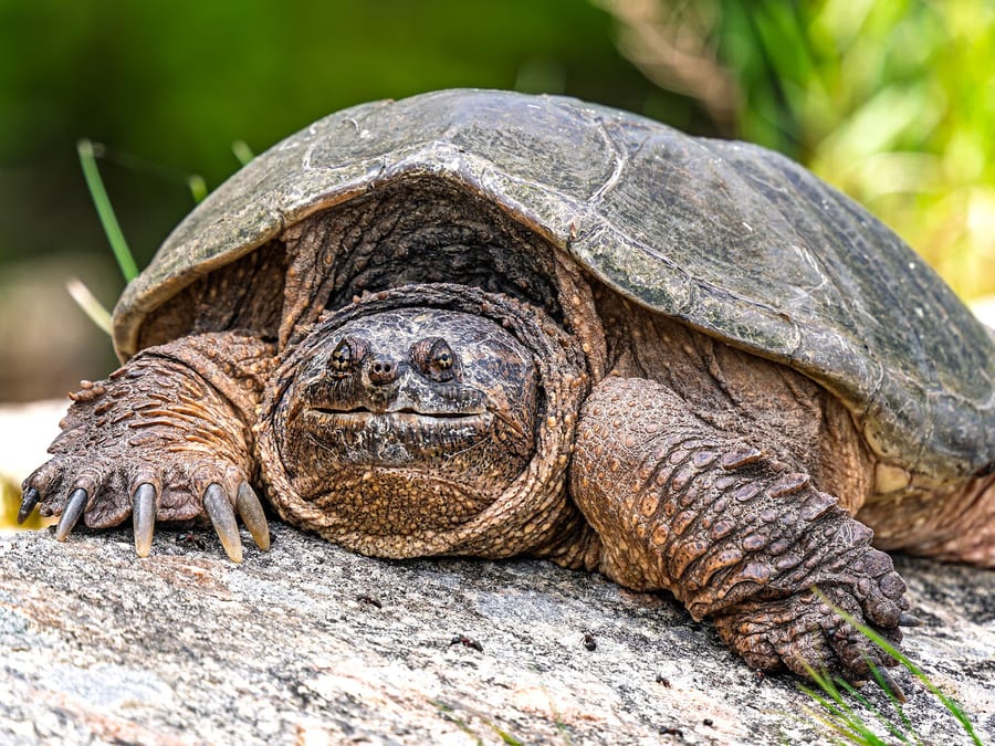 Common Snapping Turtle Head-on