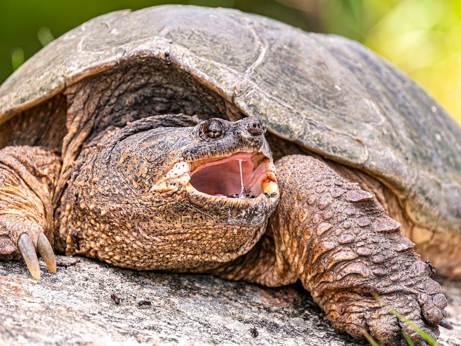 Snapping Turtle Warning