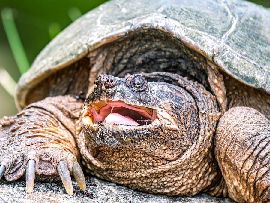 Snapping Turtle Close-up