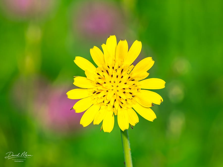 Yellow Wildflower