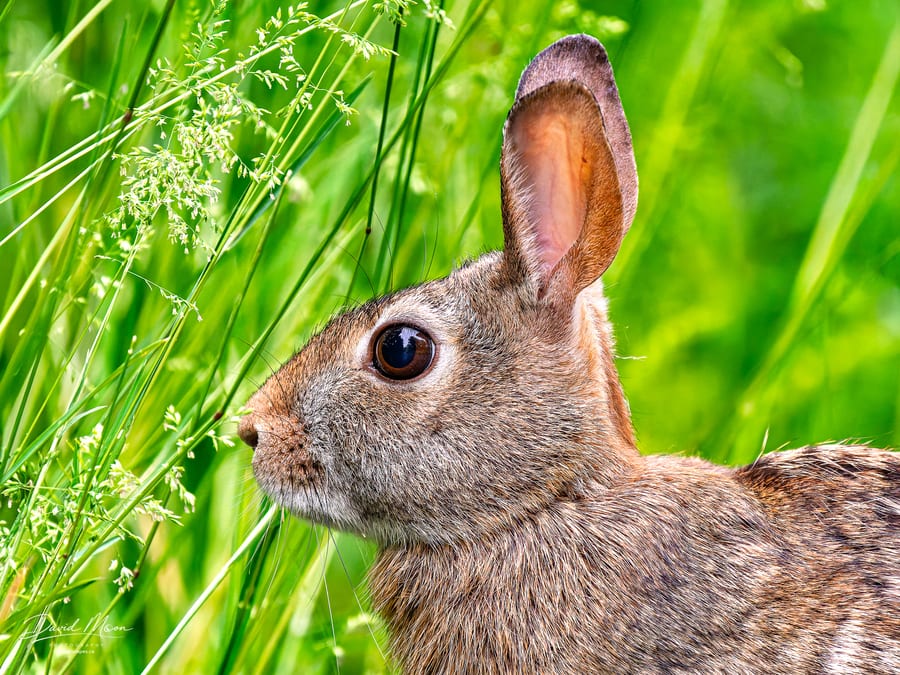 Eastern Cottontail in the Grass