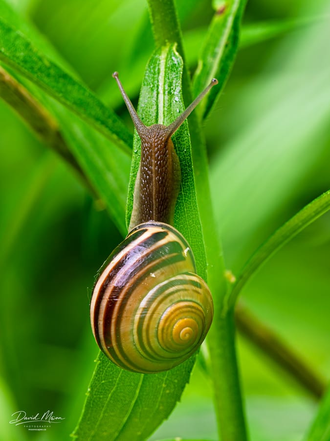 Snail Climbing a Leaf