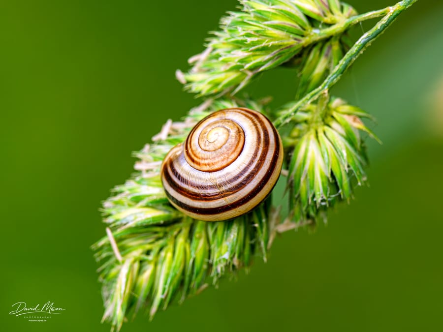 Striped Snail Shell