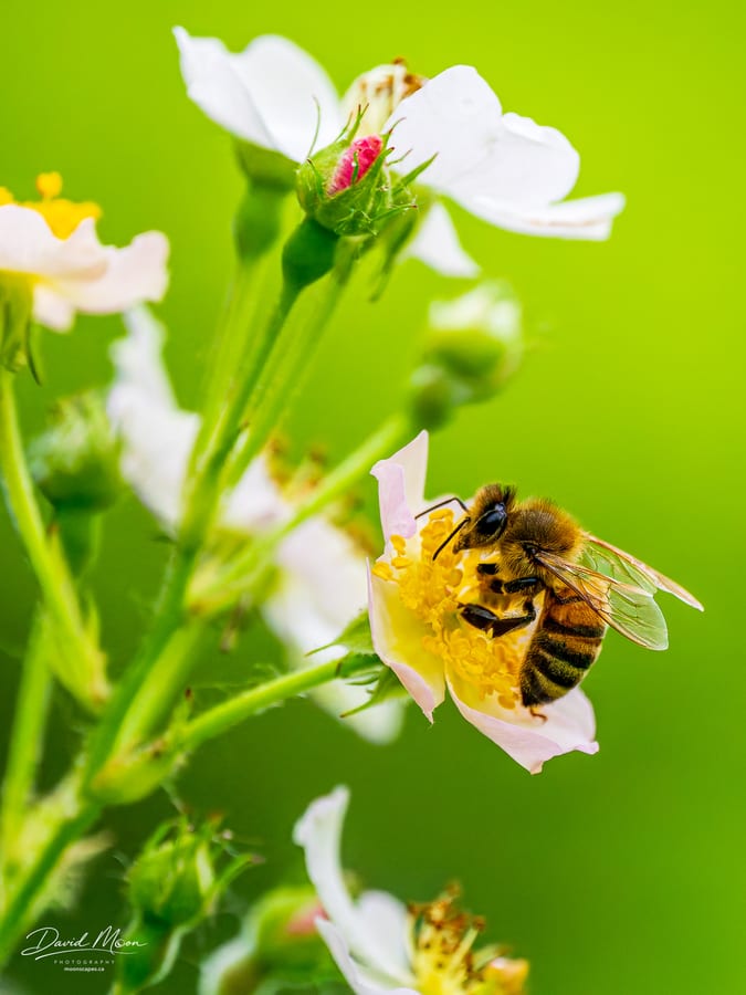 Honey Bee on a Wildflower