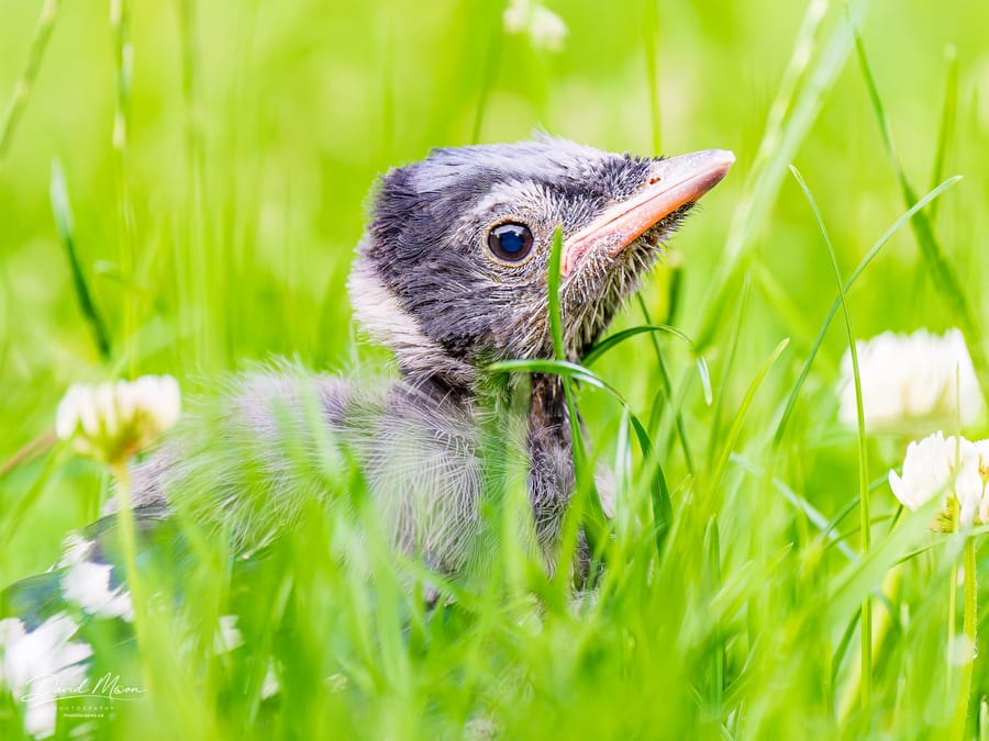 Young Blue Jay in the Clover