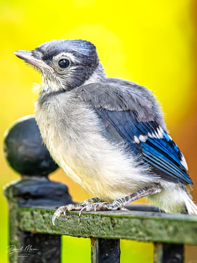 Fledgling Blue Jay Portrait
