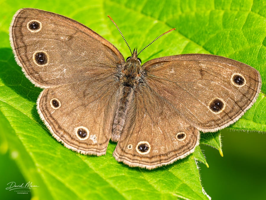 Eyespots in the Sun