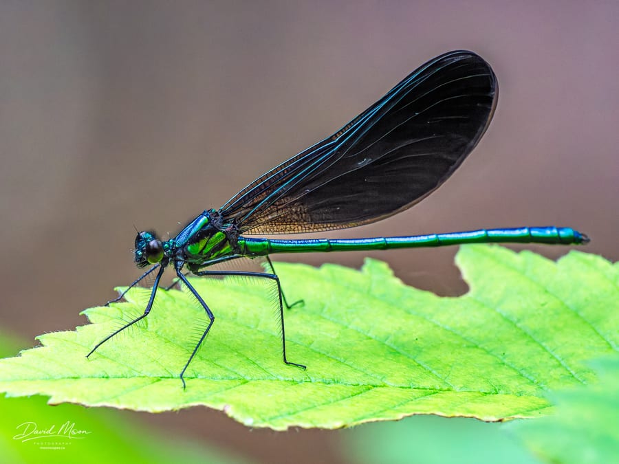 Ebony Jewelwing