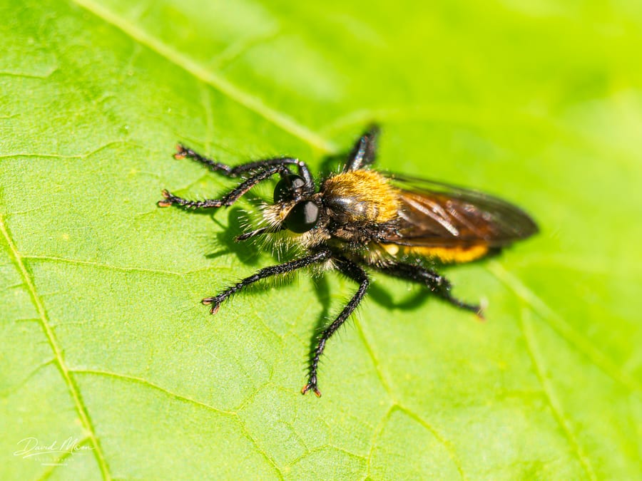 Robber Fly on a Leaf