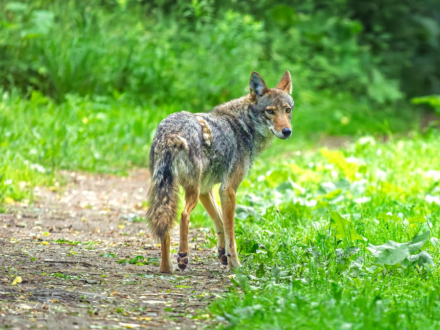 Eastern Coyote on the Trail