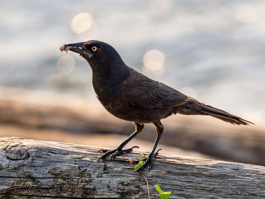 Common Grackle with a Meal