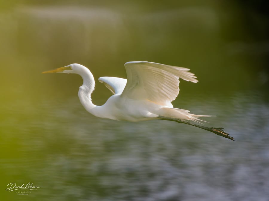 Egret through the Green