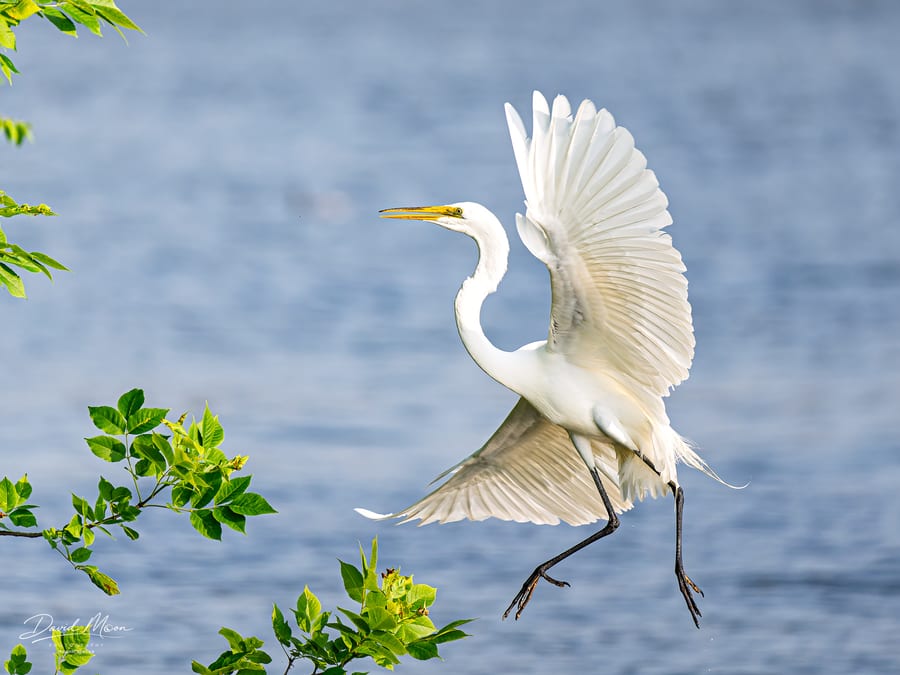Great Egret Touchdown