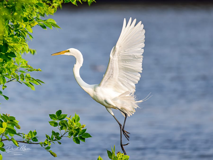 One Wing Raised