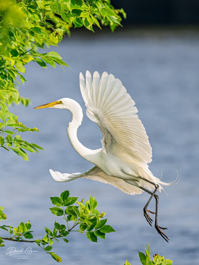 Great Egret among the Leaves