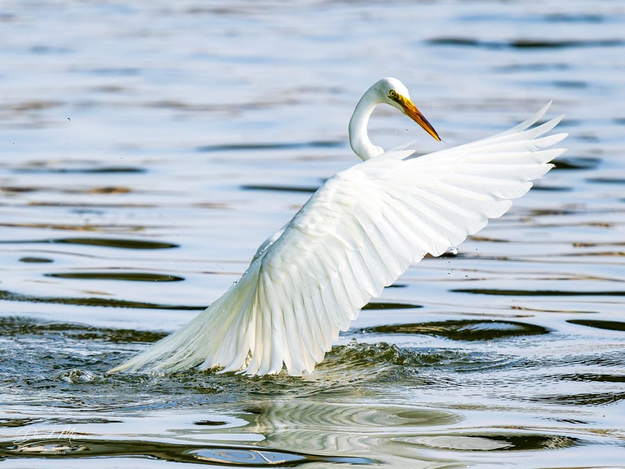 Turning in the Shallows