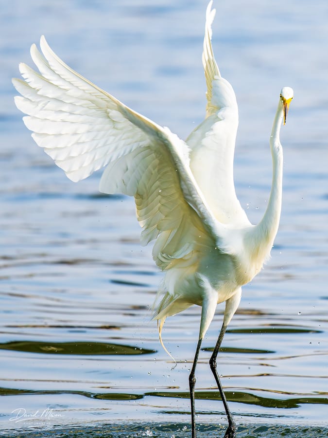 Wings over the Water