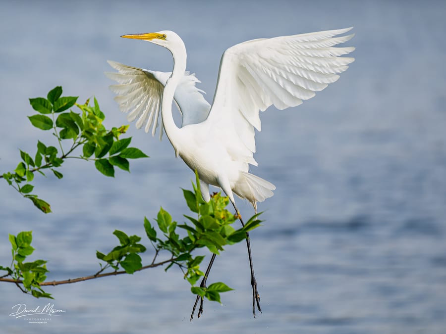 Great Egret Landing