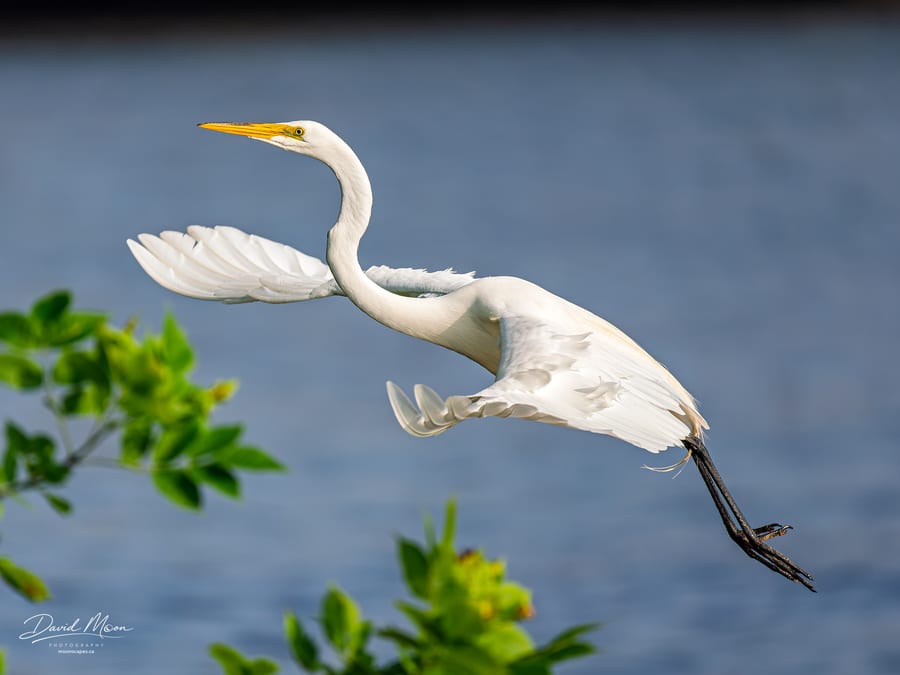 Great Egret in Flight