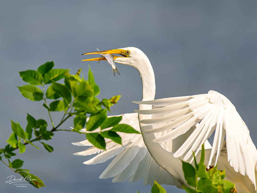 Great Egret with Its Catch