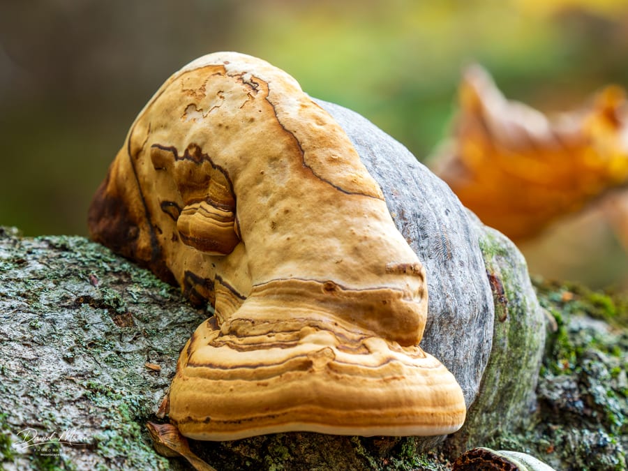 Layers of the Forest