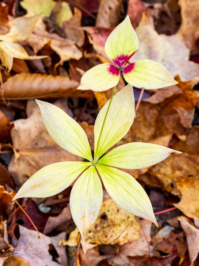 Pale Leaves on the Forest Floor