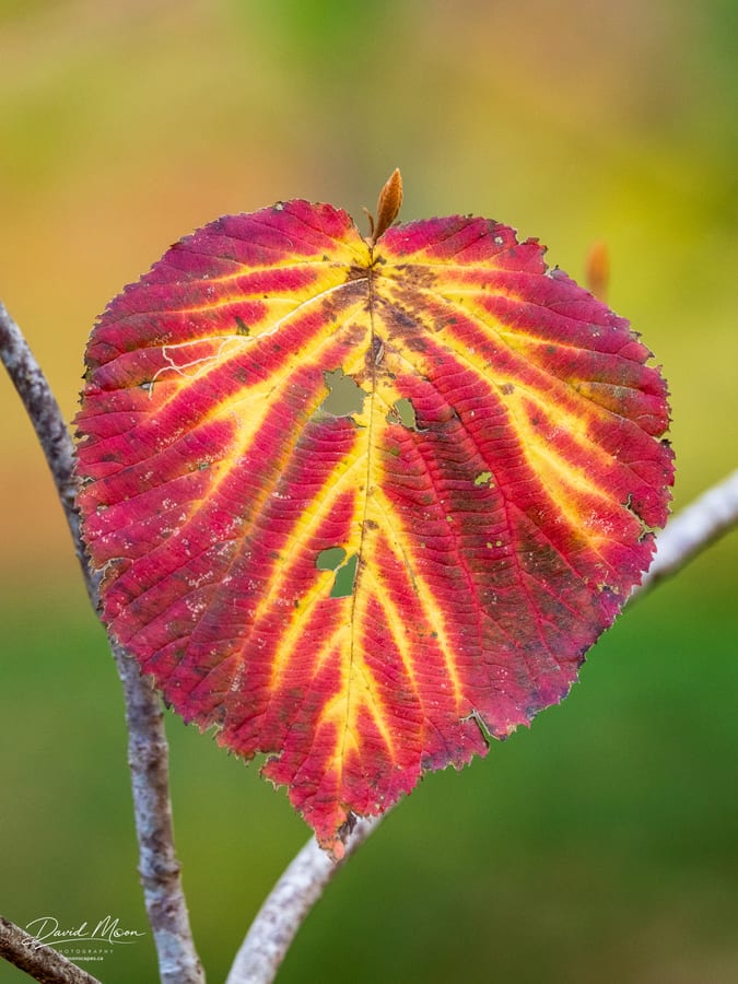 Autumn Written in a Leaf