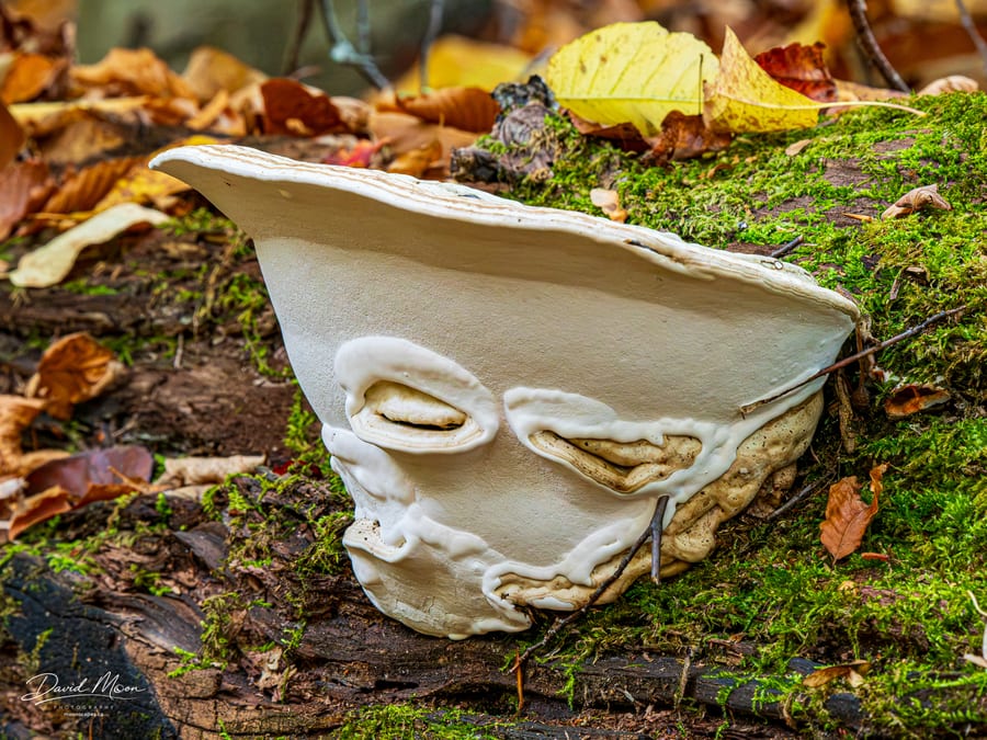 A Face in the Forest