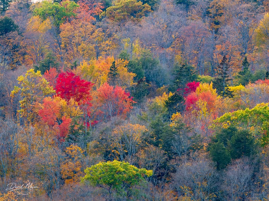 A Tapestry of Autumn Trees