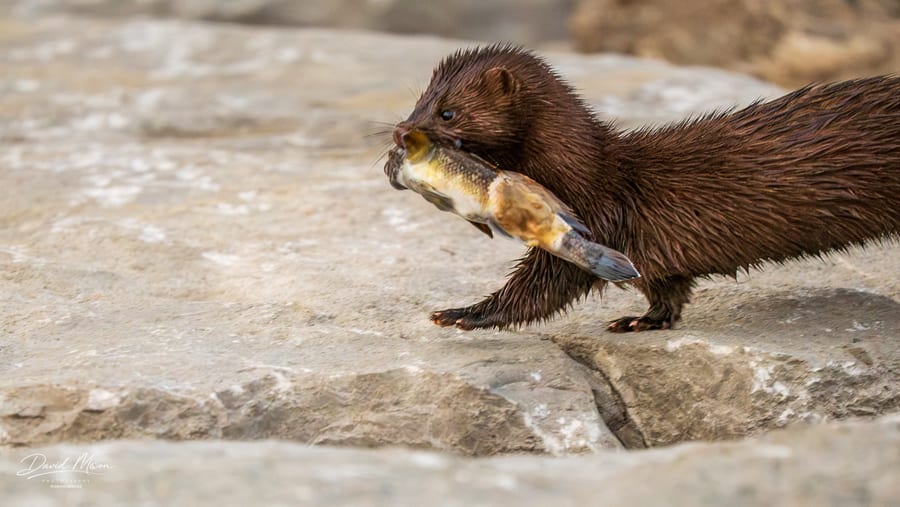 Carrying the Catch
