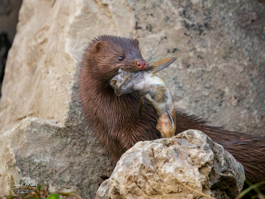Whiskers and a Well-Earned Catch