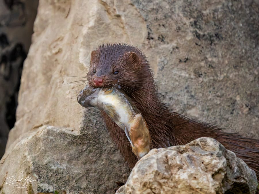 Quite a Mouthful